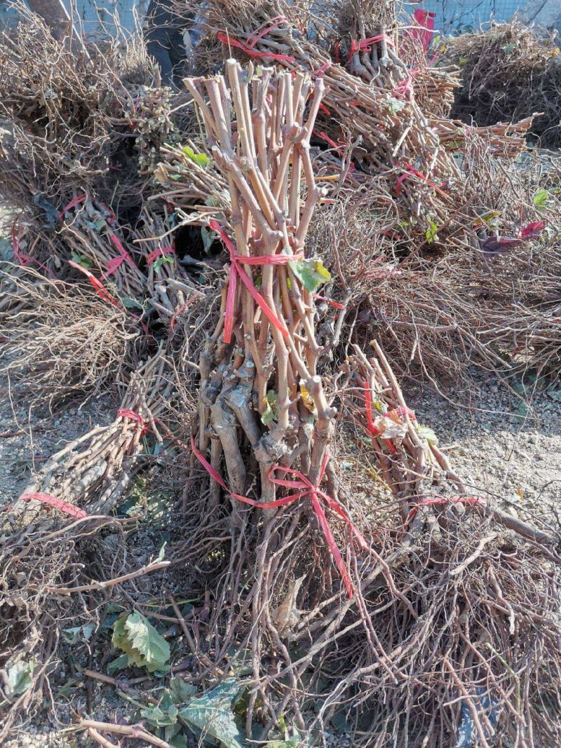 葡萄树苗盆栽带盆带土蓝宝石南北方种植抗寒当年结果葡萄带盆