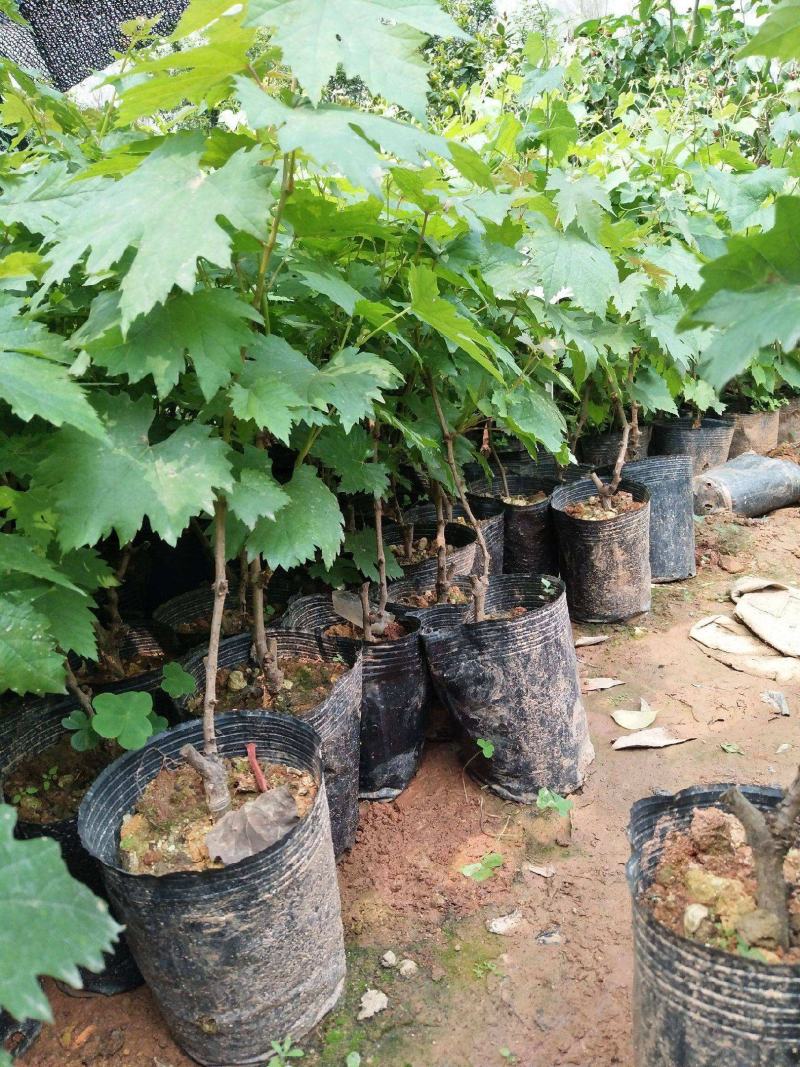 葡萄树苗盆栽带盆带土蓝宝石南北方种植抗寒当年结果葡萄带盆