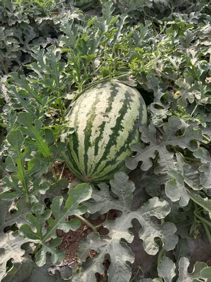 陕西美都，甜王，金城五西瓜大量订购了！！