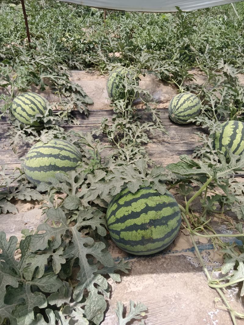 陕西美都，甜王，金城五西瓜大量订购了！！