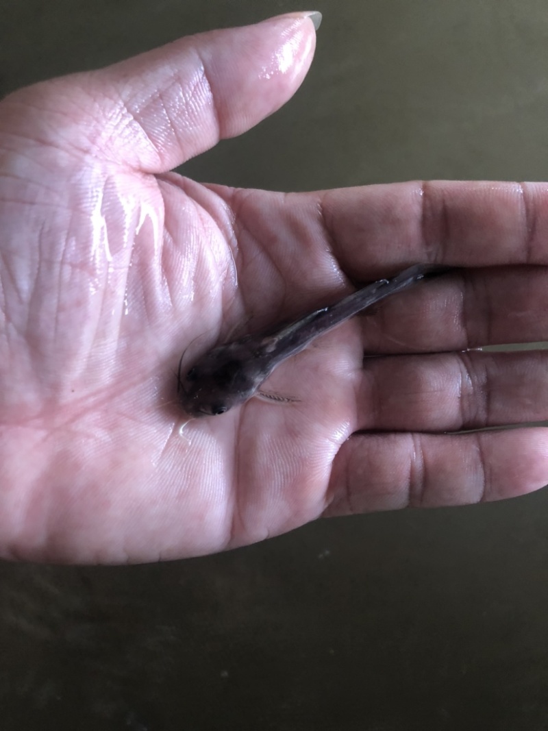 湖北正宗班点叉尾鱼鮰鱼苗纯种苗快大种苗。