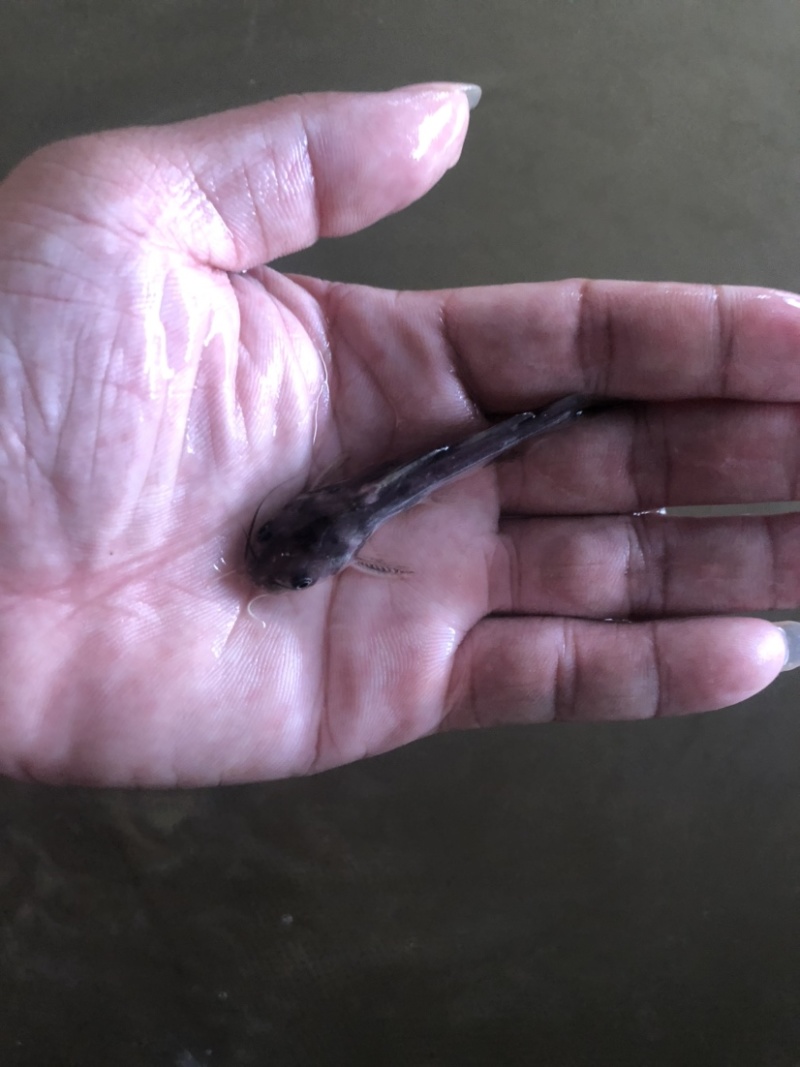 湖北正宗班点叉尾鱼鮰鱼苗纯种苗快大种苗。