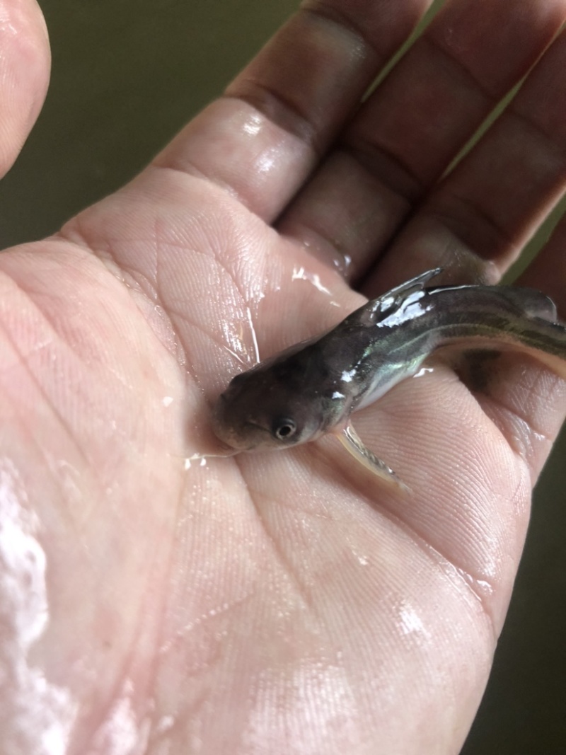 湖北正宗班点叉尾鱼鮰鱼苗纯种苗快大种苗。