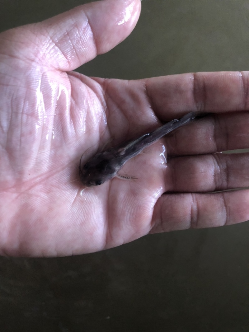 湖北正宗班点叉尾鱼鮰鱼苗纯种苗快大种苗。