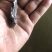 湖北正宗班点叉尾鱼鮰鱼苗纯种苗快大种苗。