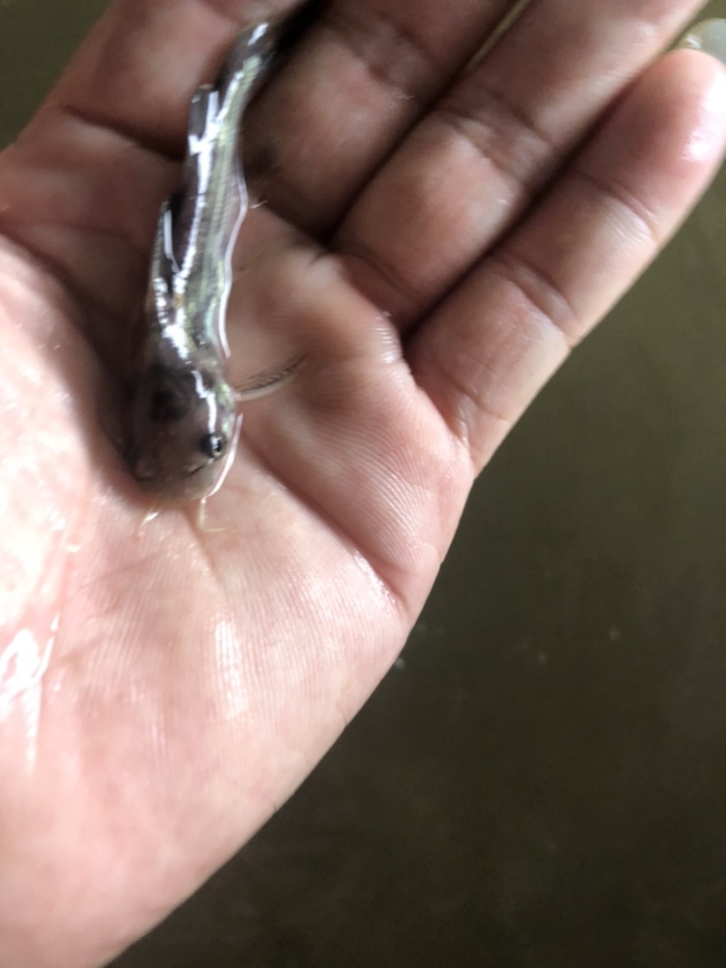 湖北正宗班点叉尾鱼鮰鱼苗纯种苗快大种苗。