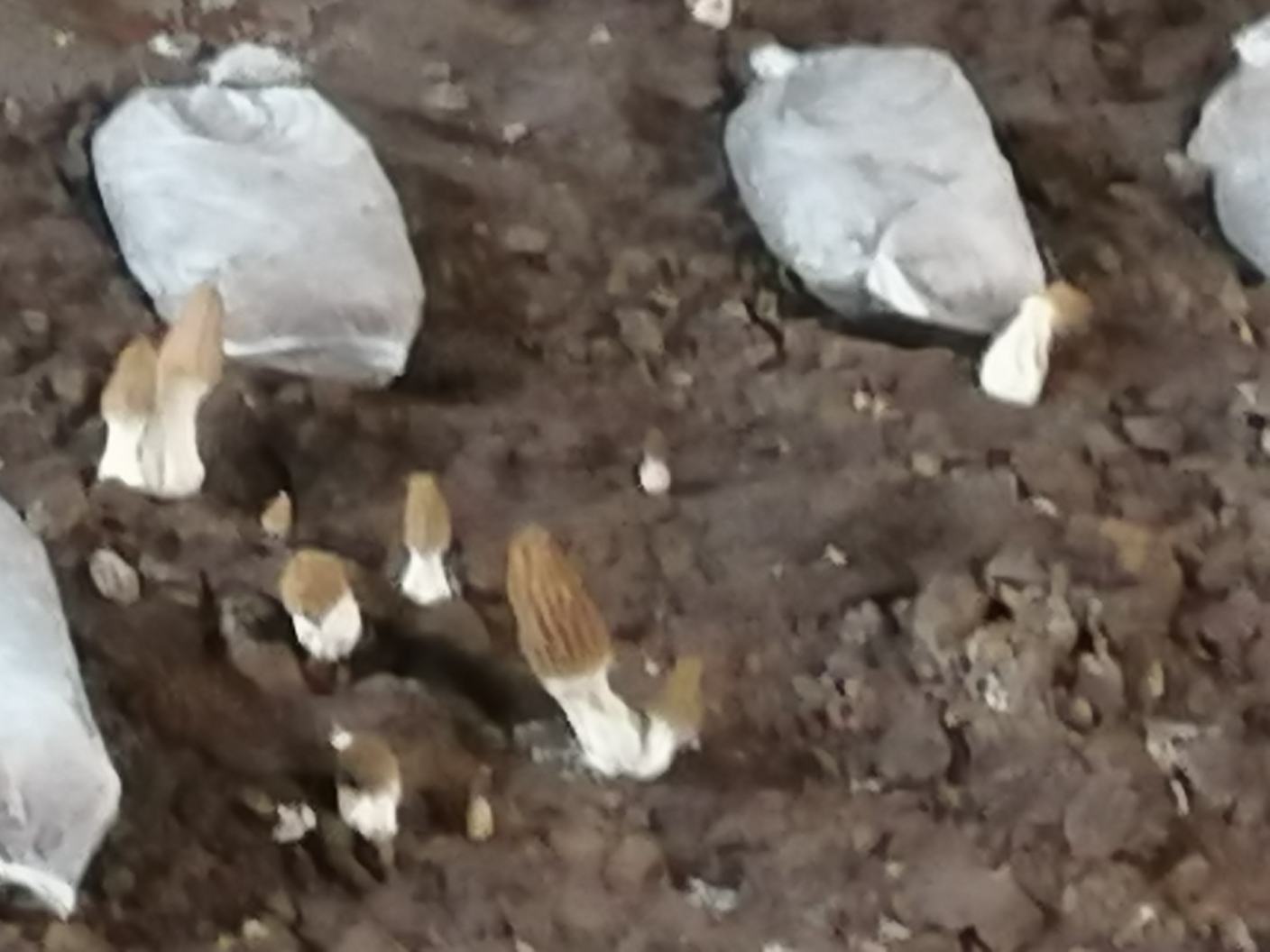 羊肚菌发红现象展示