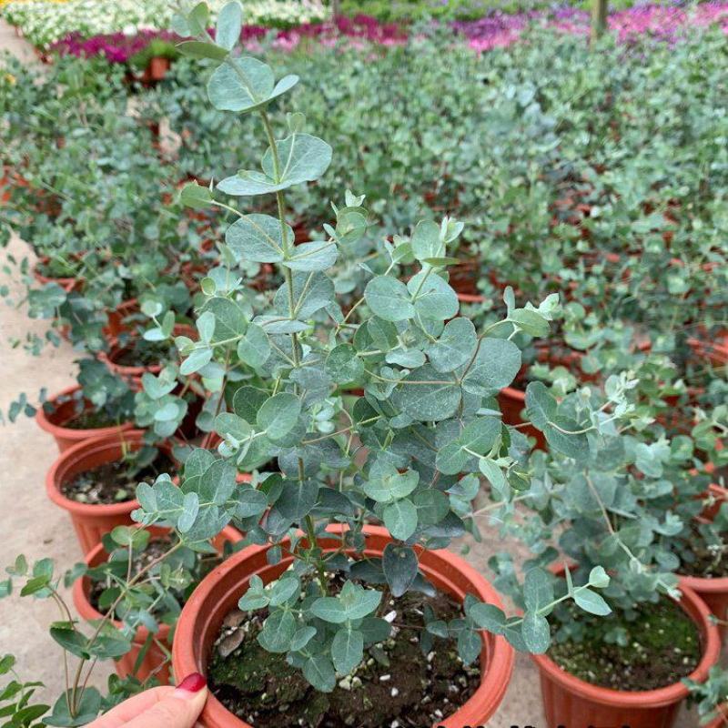 尤加利苗盆栽植物蓝宝贝银水滴多花桉心叶尤加利