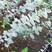 尤加利苗盆栽植物蓝宝贝银水滴多花桉心叶尤加利