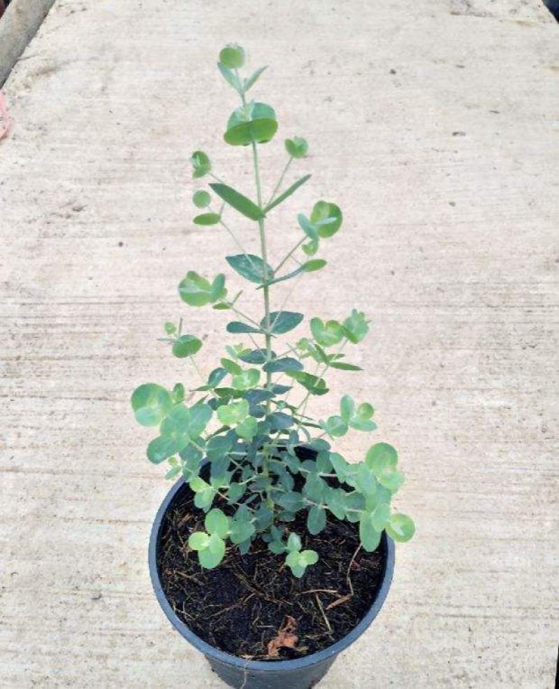 尤加利苗盆栽植物蓝宝贝银水滴多花桉心叶尤加利