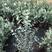 尤加利苗盆栽植物蓝宝贝银水滴多花桉心叶尤加利