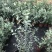 尤加利苗盆栽植物蓝宝贝银水滴多花桉心叶尤加利