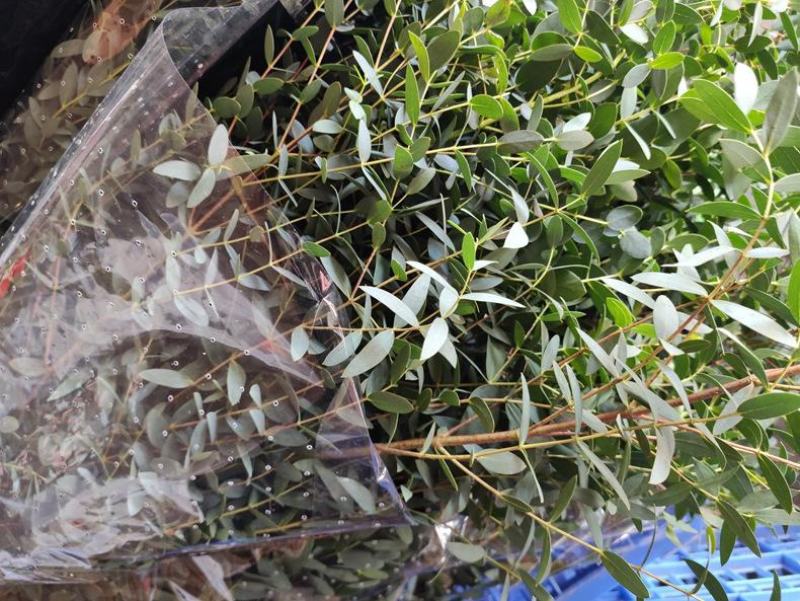 尤加利苗盆栽植物蓝宝贝银水滴多花桉心叶尤加利