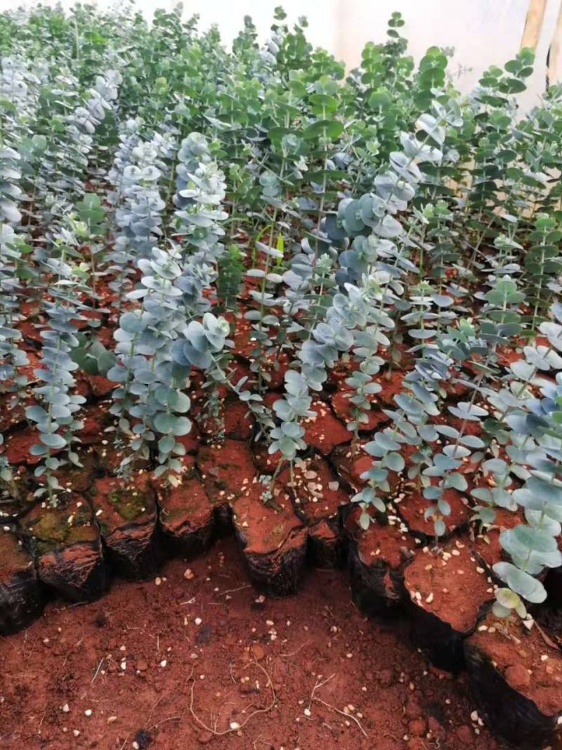 尤加利苗盆栽植物蓝宝贝银水滴多花桉心叶尤加利