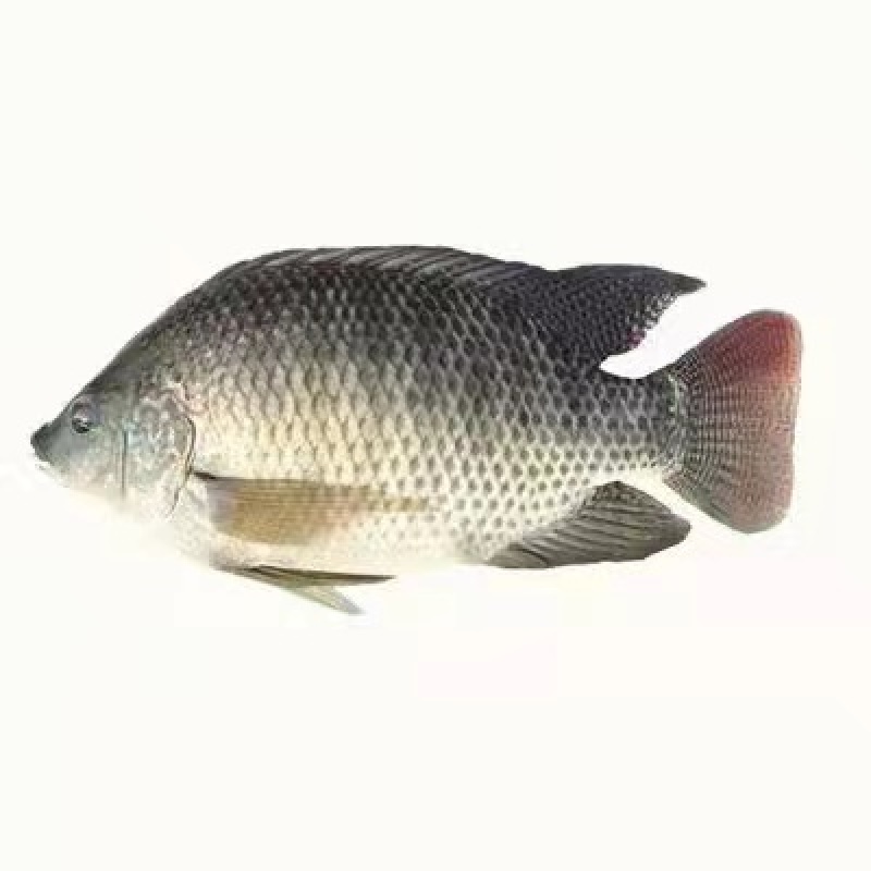 海南一号新吉富各种品种罗非苗