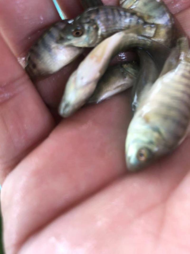 海南一号新吉富各种品种罗非苗