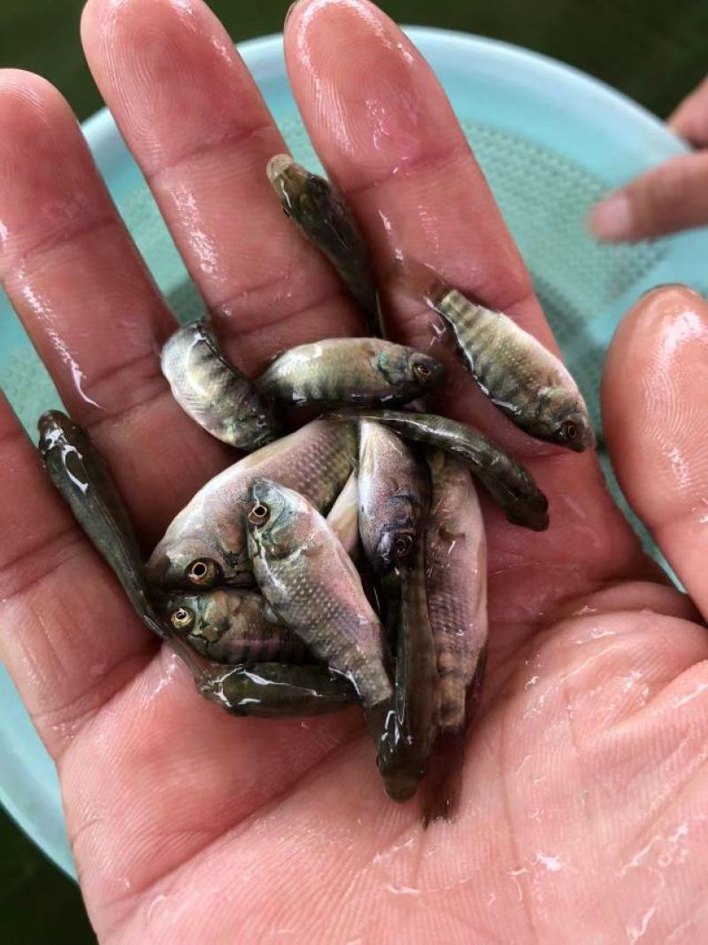 海南一号新吉富各种品种罗非苗