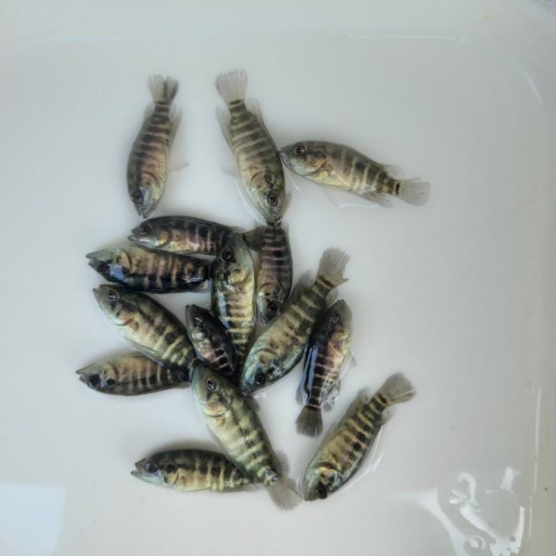 淡水石斑苗花斑苗斑鱼苗