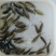 淡水石斑苗花斑苗斑鱼苗