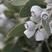 尤加利种子银水滴冈尼桉树种子苹果桉小叶桉心形叶子