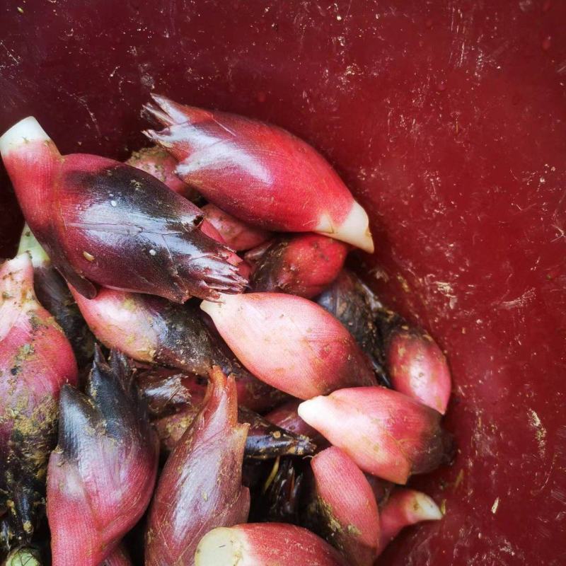 洋菏阳菏云南早期洋菏阳和阳火支持一件代发