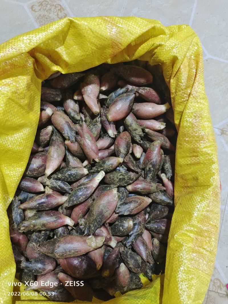 洋菏阳菏云南早期洋菏阳和阳火支持一件代发