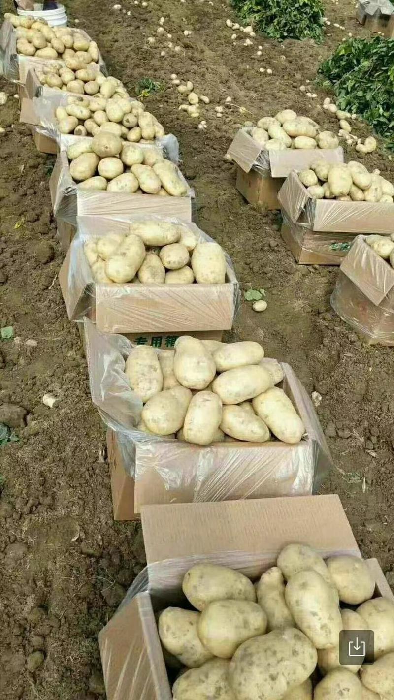 大量供应土豆