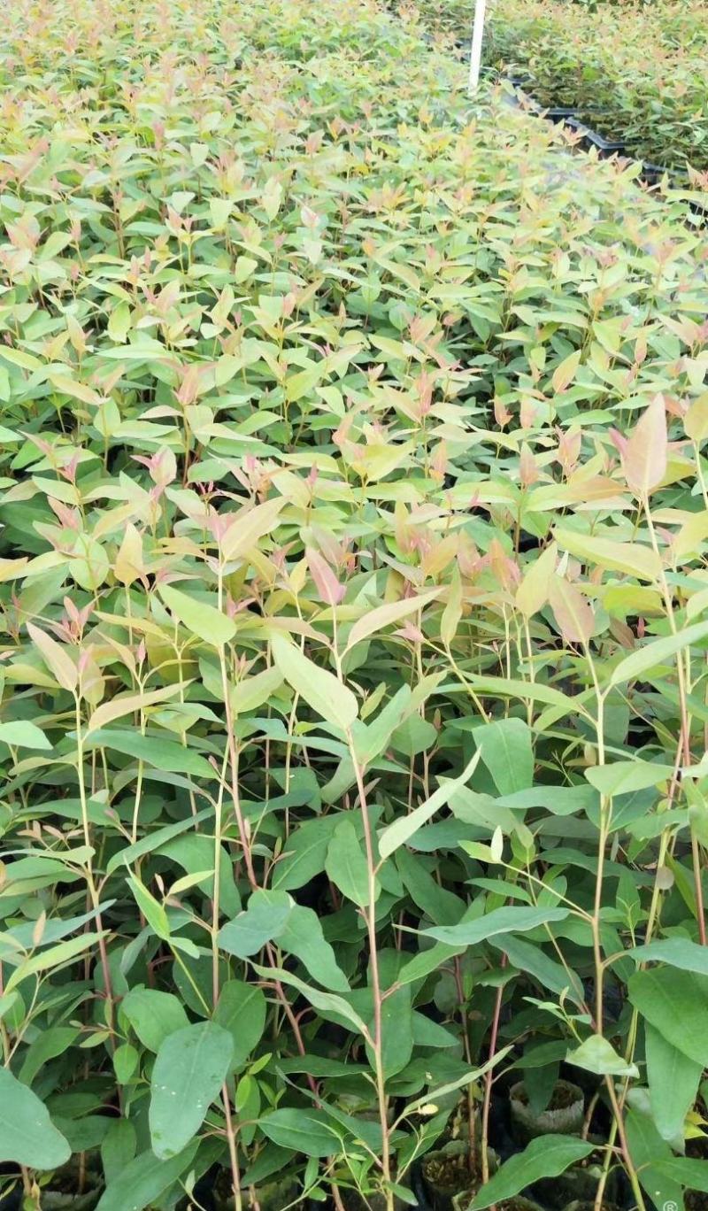 速生桉树苗广29广9广西巨桉树苗长得快的树造林防风林