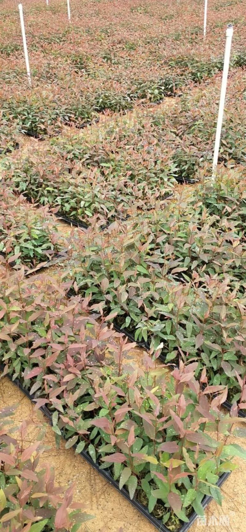 速生桉树苗广29广9广西巨桉树苗长得快的树造林防风林
