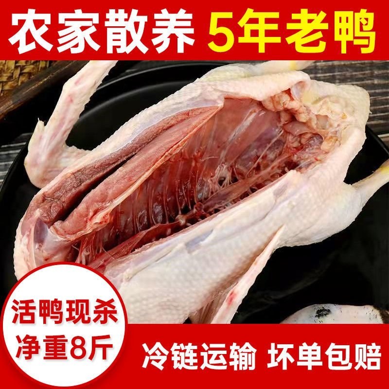 老鸭子正宗农家散养5年土鸭水鸭麻鸭新鲜鸭子现杀整只白条鸭