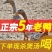 老鸭子正宗农家散养5年土鸭水鸭麻鸭新鲜鸭子现杀整只白条鸭