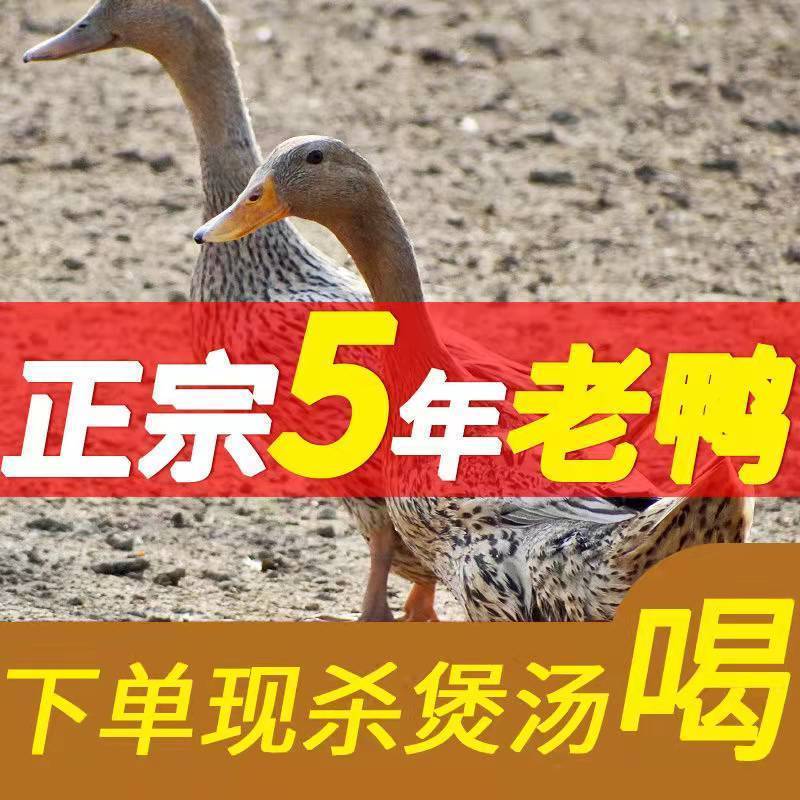 老鸭子正宗农家散养5年土鸭水鸭麻鸭新鲜鸭子现杀整只白条鸭