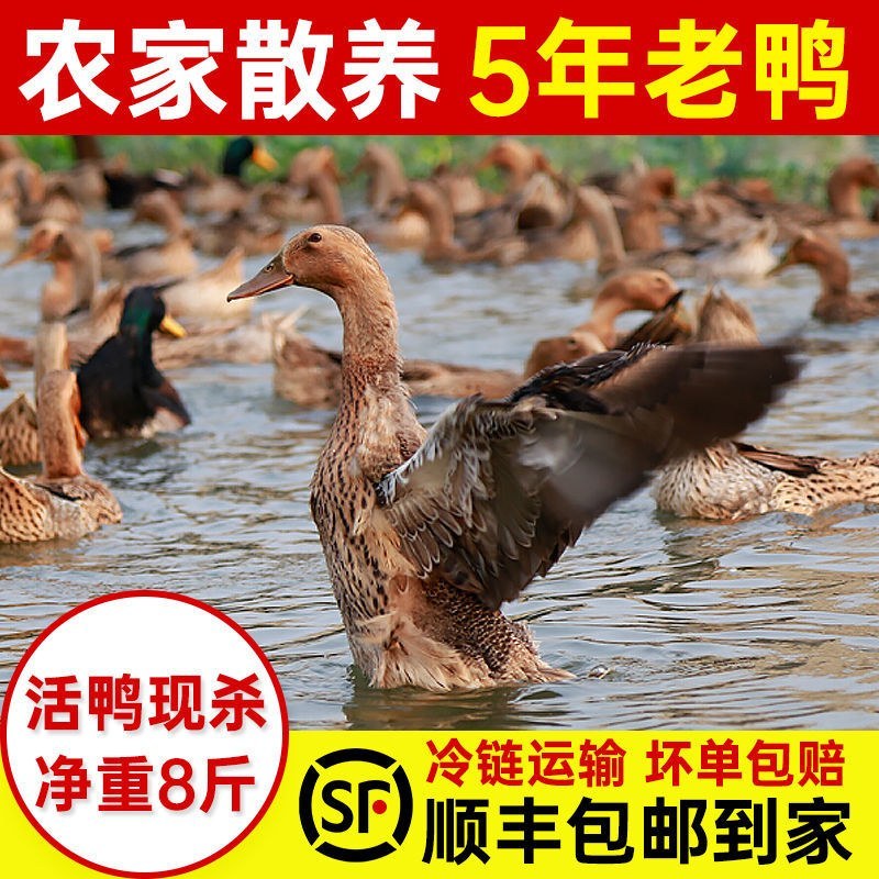 老鸭子正宗农家散养5年土鸭水鸭麻鸭新鲜鸭子现杀整只白条鸭