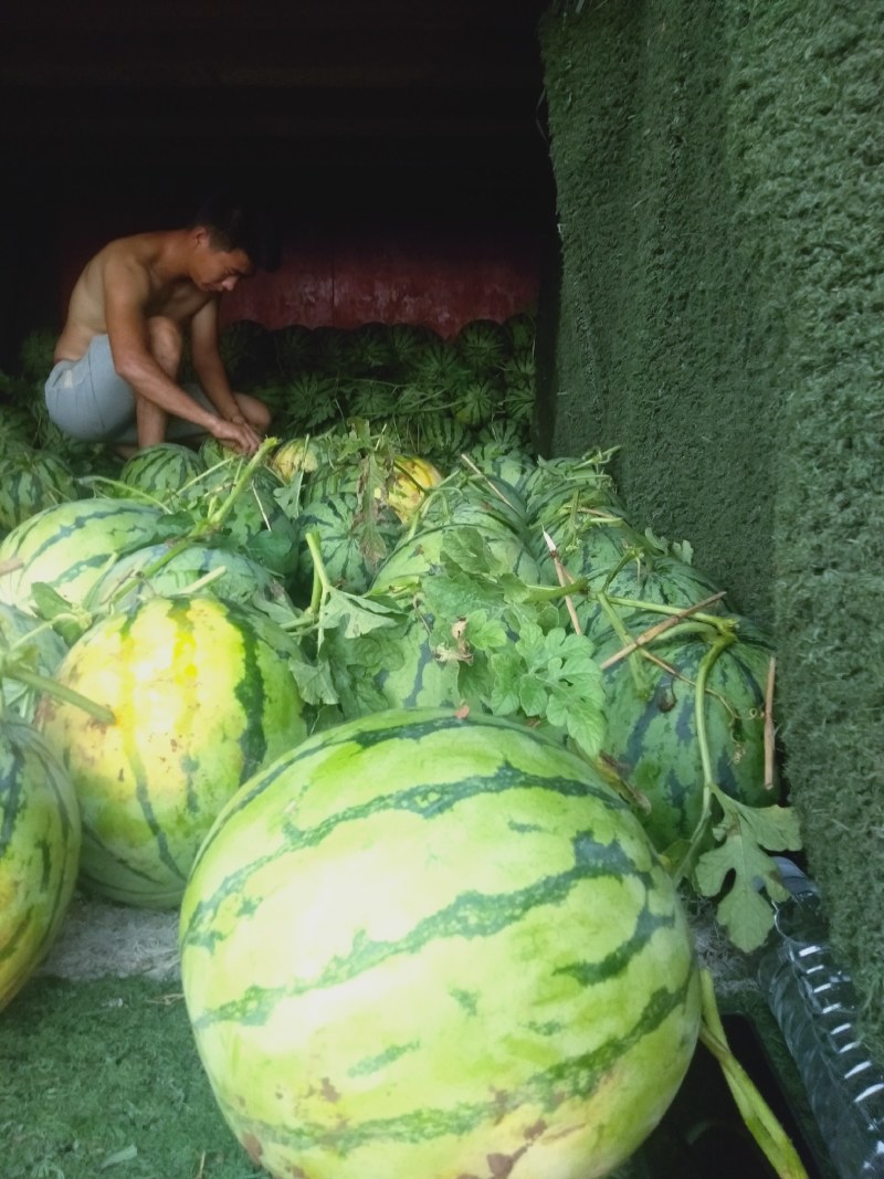 湖北西瓜精品美都大量有货.产地直发。大棚.露天都有