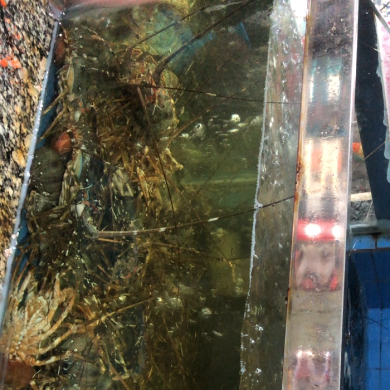 小青龙都是保鲜的、不是活的