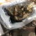 小青龙都是保鲜的、不是活的