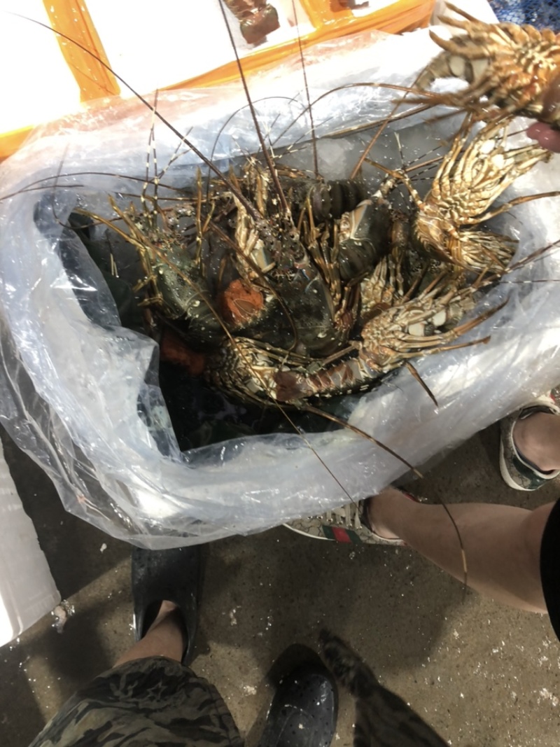 小青龙都是保鲜的、不是活的