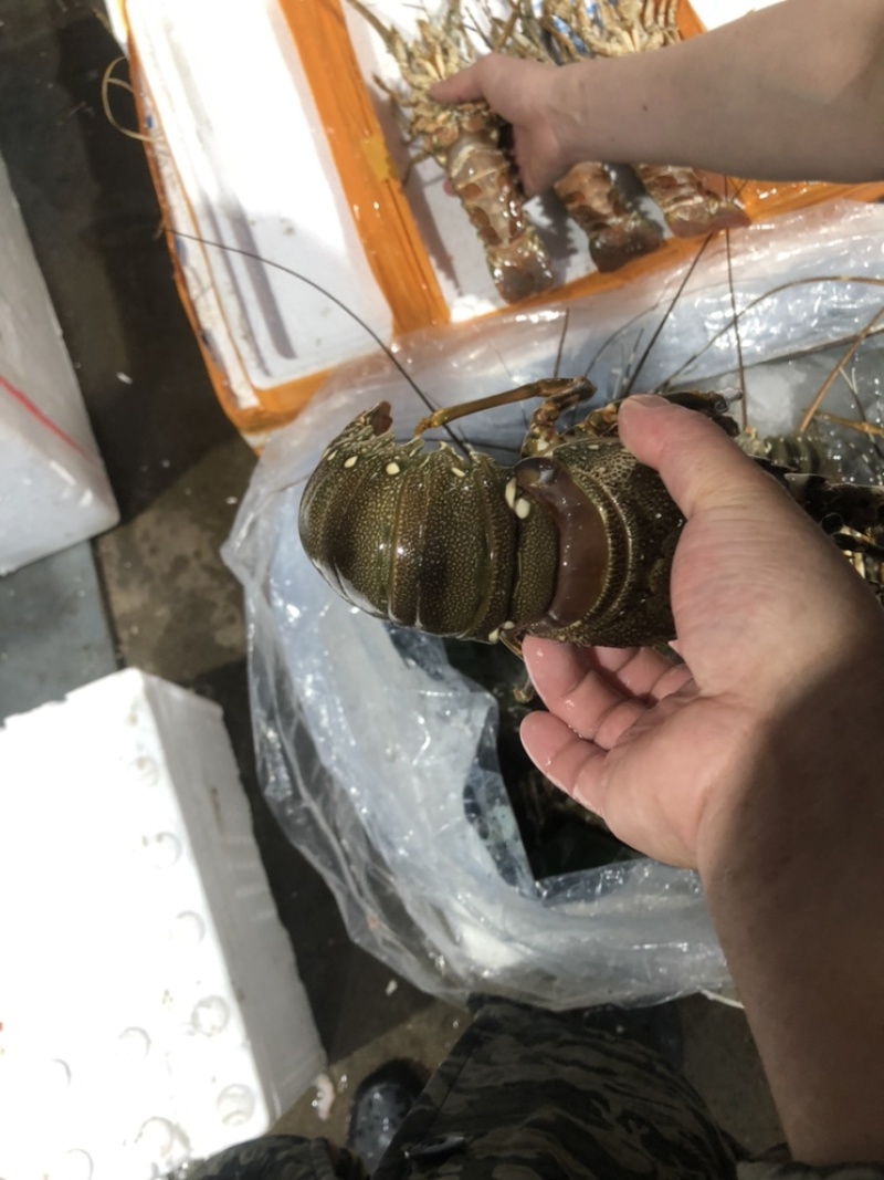 小青龙都是保鲜的、不是活的