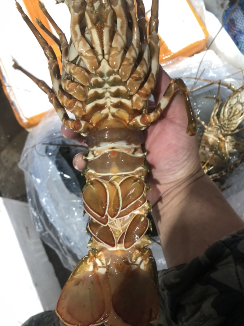 小青龙都是保鲜的、不是活的