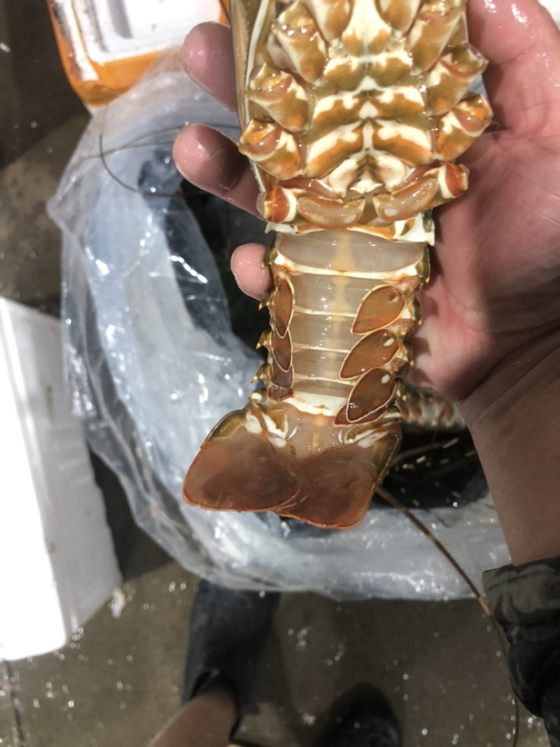 小青龙都是保鲜的、不是活的