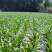 白糯玉米，本地玉米