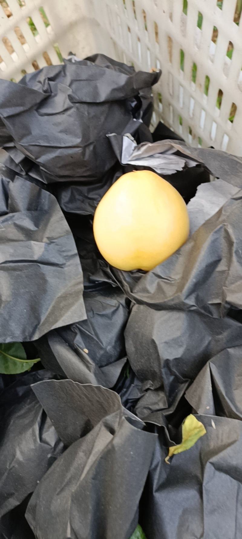 精品桃。“”水蜜桃，”黄桃现摘现卖口感好甜度高