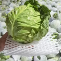 秦皇岛和兰州的甘蓝！包菜