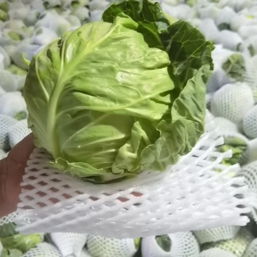 秦皇岛和兰州的甘蓝！包菜