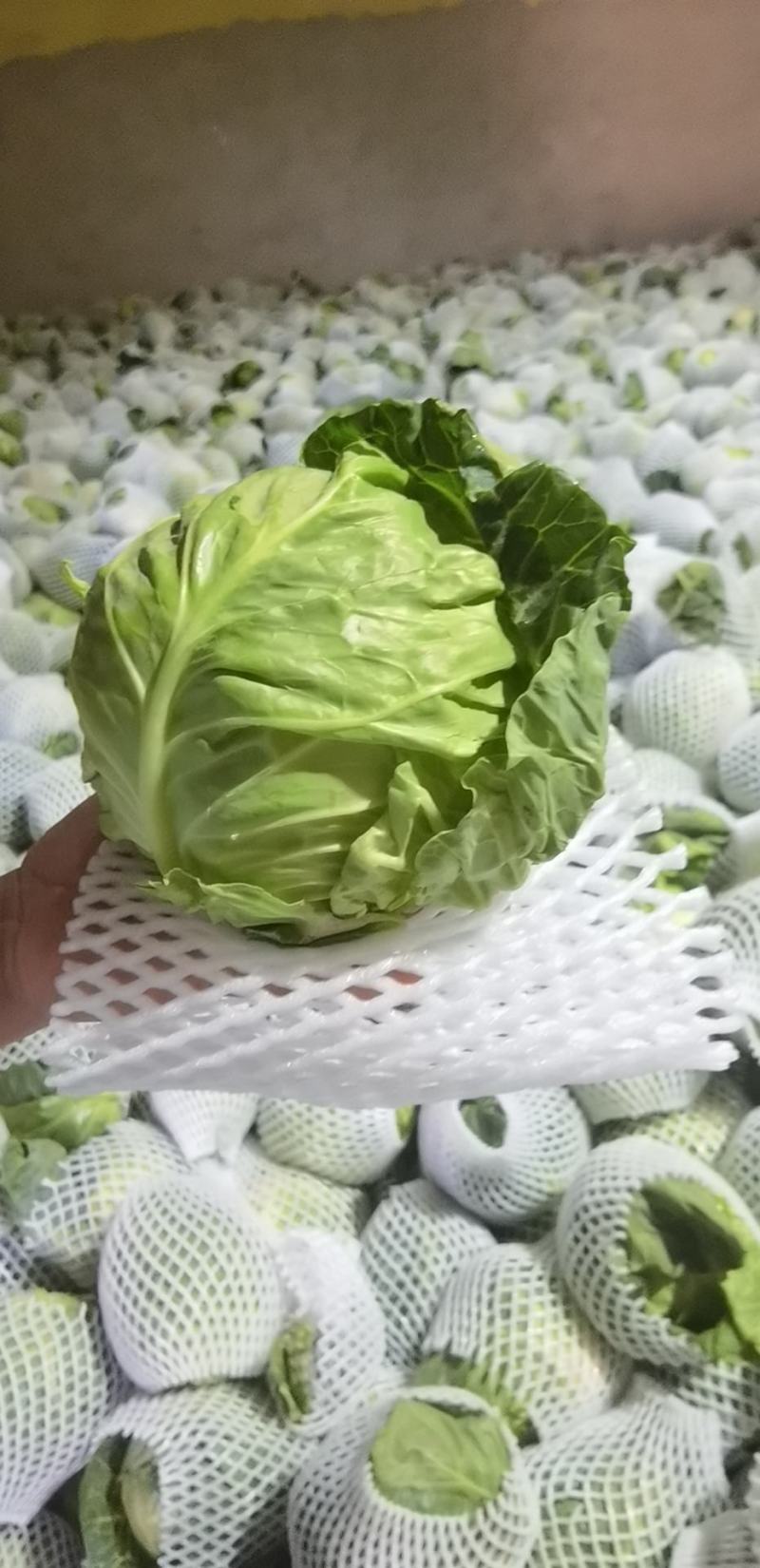 秦皇岛和兰州的甘蓝！包菜