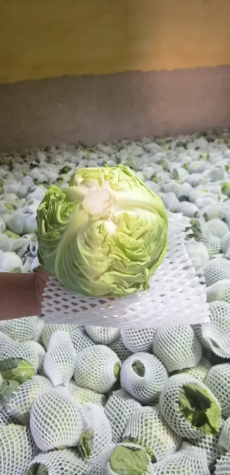 秦皇岛和兰州的甘蓝！包菜
