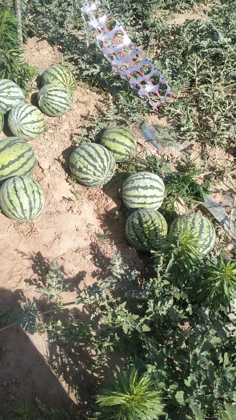 开封龙卷风西瓜大量上市了，有需要的欢迎咨