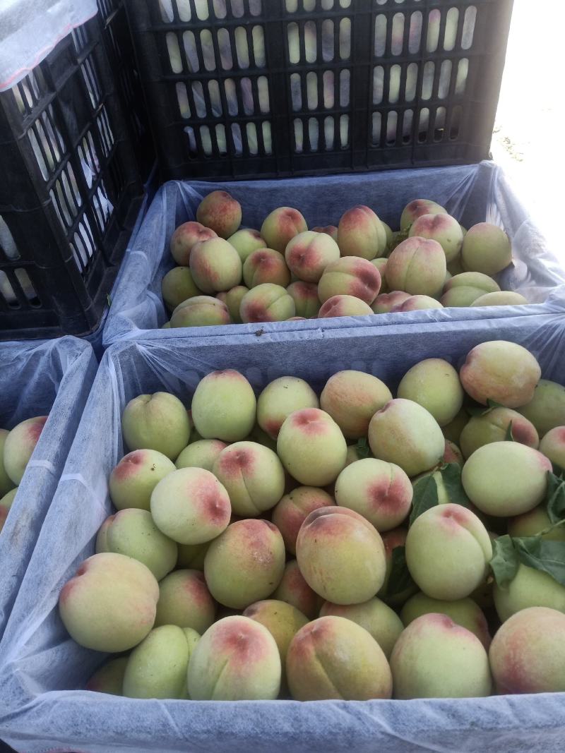 毛桃精品毛桃全国代发产地发货货源充足