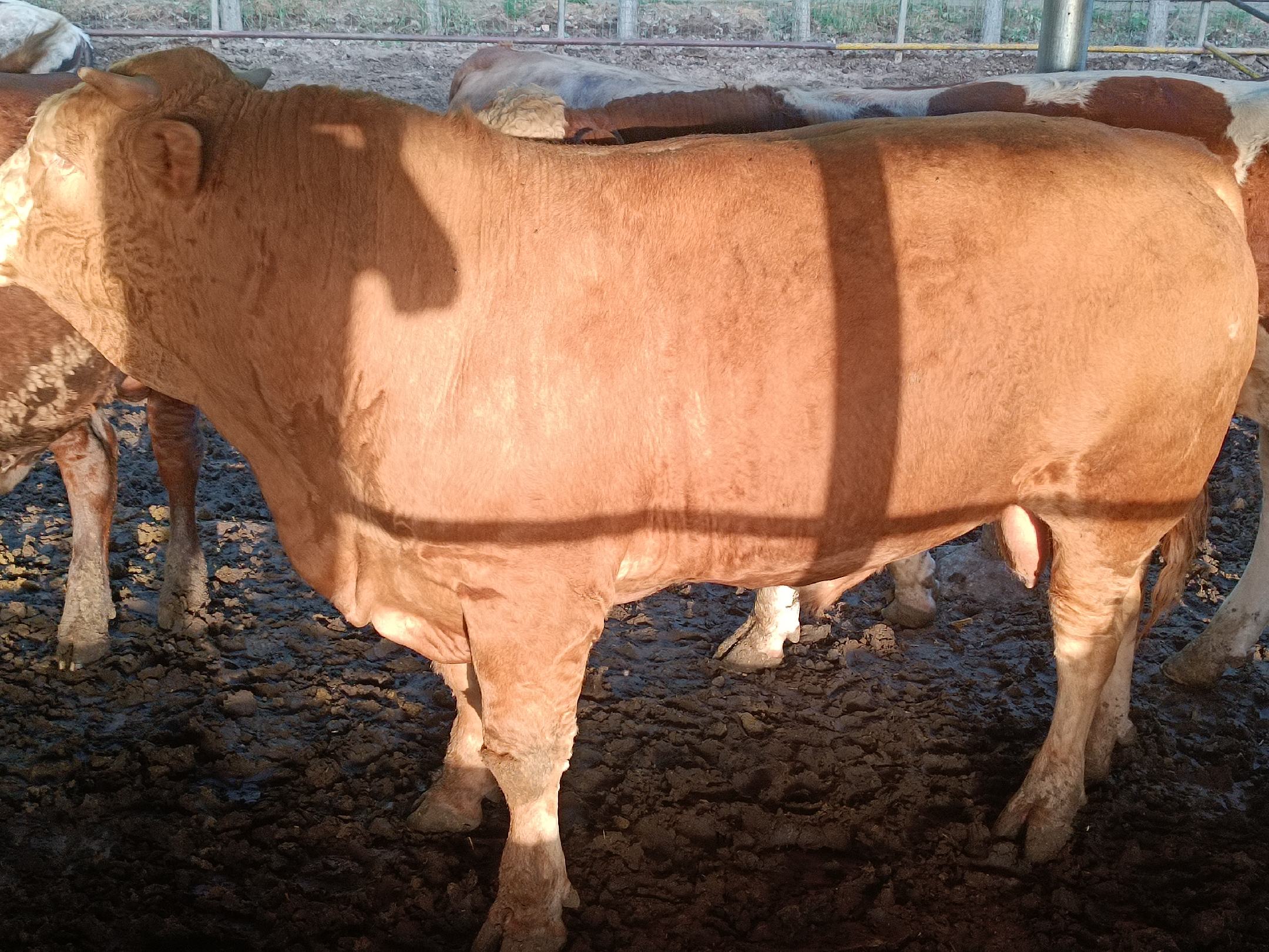 西门塔尔牛与其他品种牛只进行对比展示