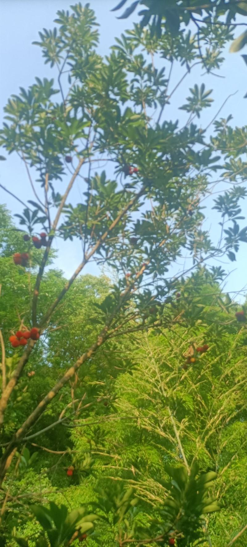 本地杨梅